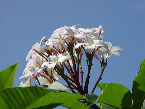 plumeria flower frangipani