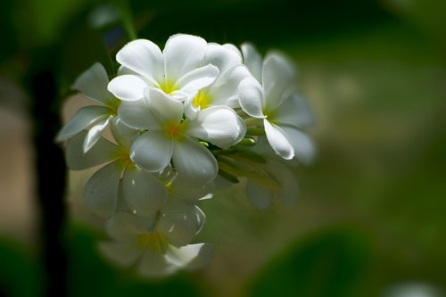 plumeria  flowers  white