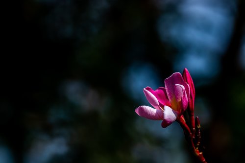 plumeria  pink frangipani  flower