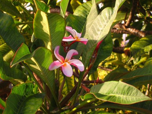 plumeria hawaii flowers
