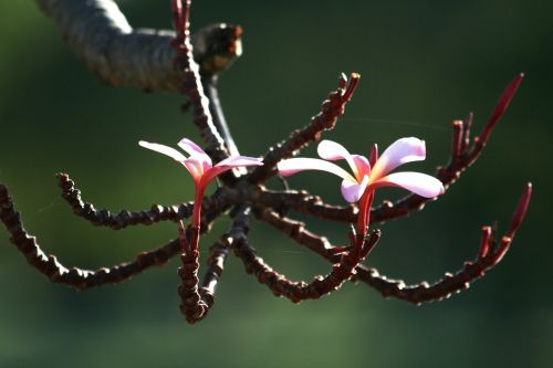 plumeria flower plant