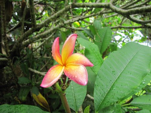 plumeria tropical flower