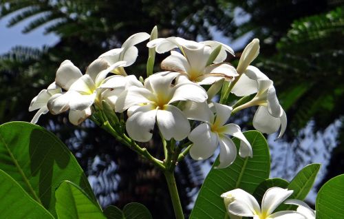 plumeria frangipani apocynaceae