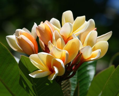 plumeria flowers tropical