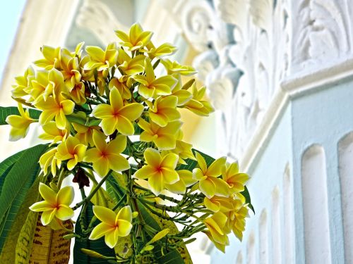 plumeria yellow flower