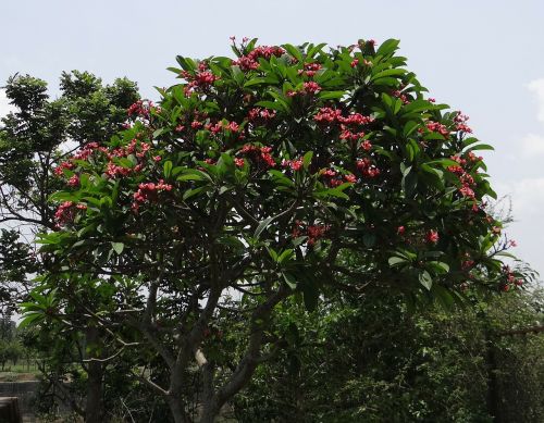 plumeria rubra frangipani red frangipani