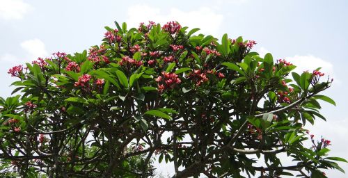 plumeria rubra frangipani red frangipani