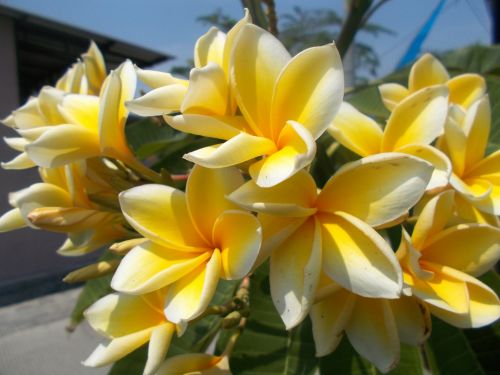 Plumeria Yellow And White