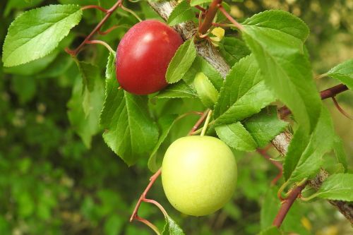 cherry plum yellow plums fruit tree