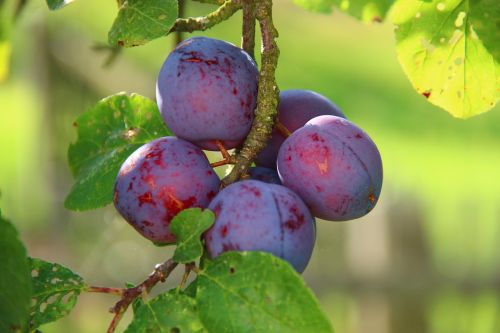 plums ripe fruit