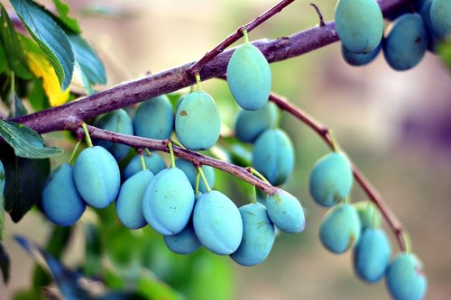 plums  plum tree  fruit