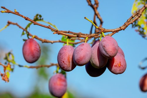 plums  plum tree  fruit