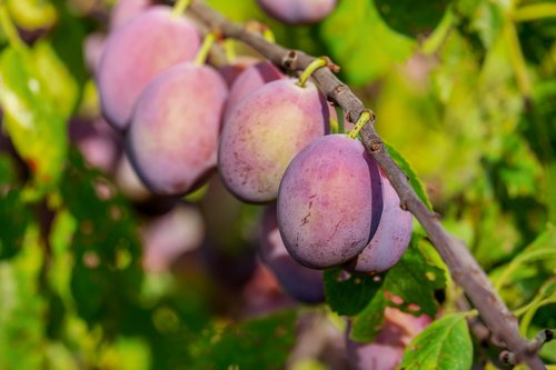 plums  plum tree  fruit