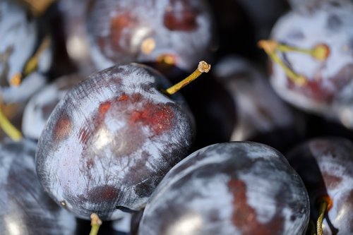 plums  fruit  stone fruit