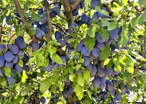 plums  kadlátky  fruits