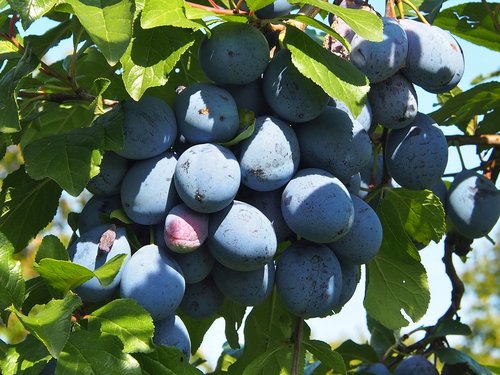 plums  fruit  blue