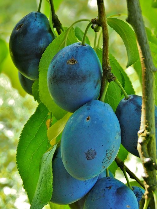 plums  fruit  autumn