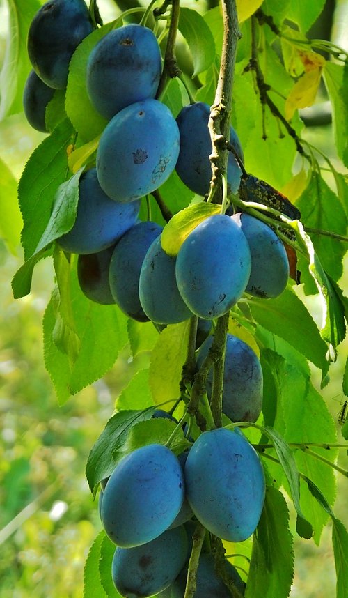 plums  fruit  autumn