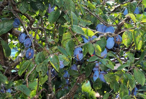 plums plum tree fruit tree