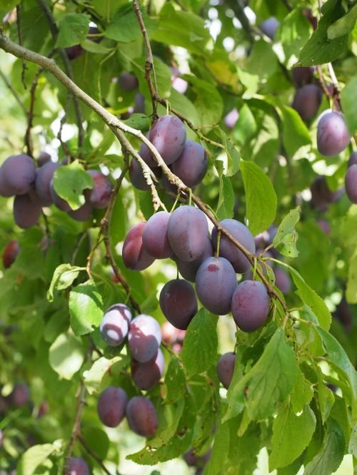 plums plum tree fruit