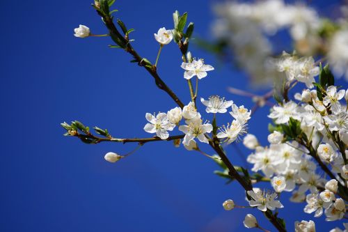 plums blossom bloom