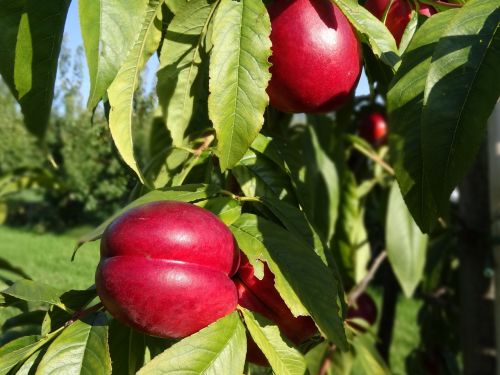 plums plum tree orchard