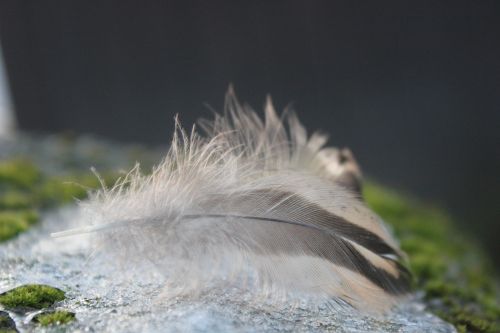 plumule feathers feather