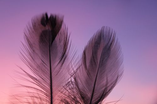 plumule feathers feather