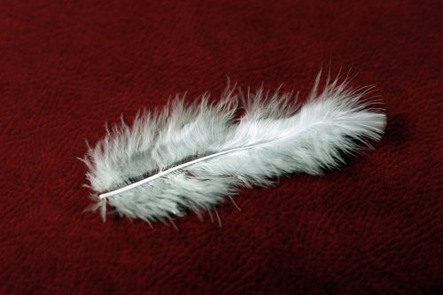 plumule  feather  white