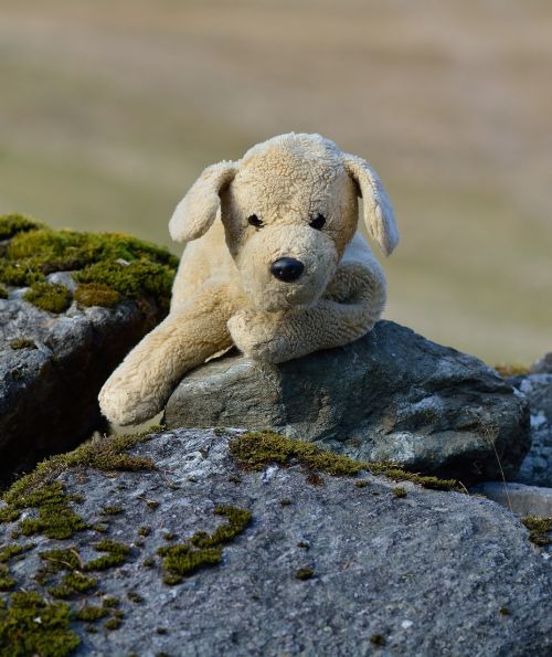 plush dog stuffed animal teddy bear