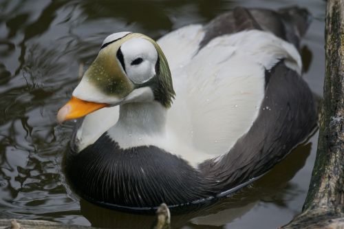 plush head eider male magpie