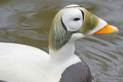 plush head eider male magpie