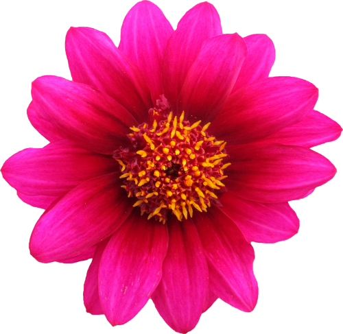 png clipping flower