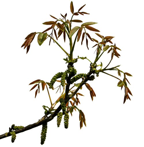 png clipping branch