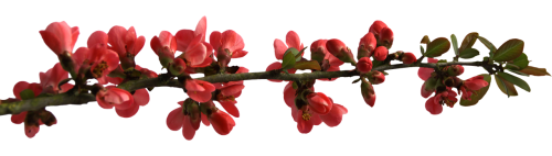 png clipping flower