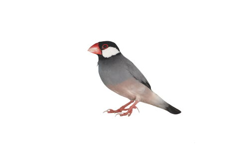 png java sparrow sparrow