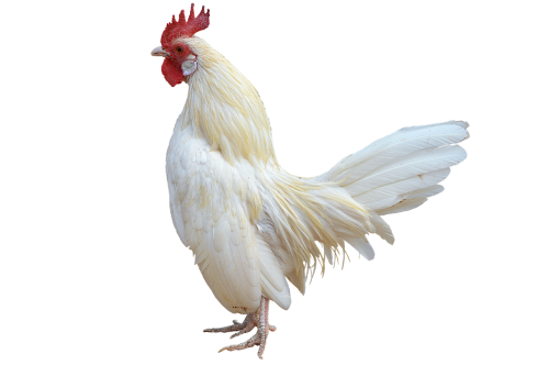 png white cock gallo