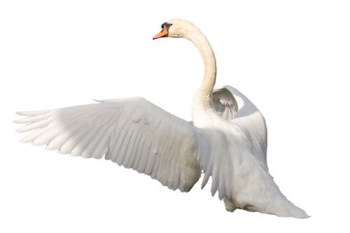 swan bird plumage