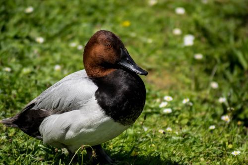 pochard duck bird