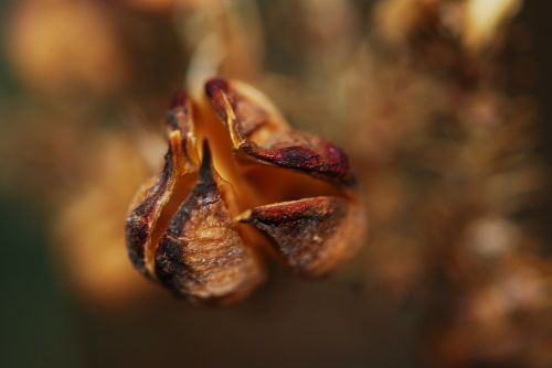 pod flower seeds