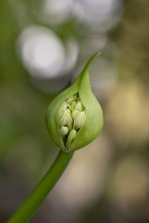 pod  flower  agapanthus