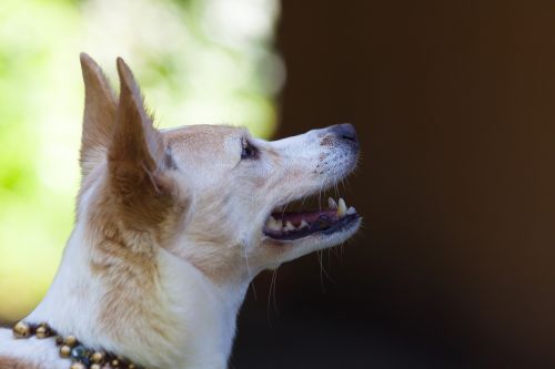 podenco canario dog breed hybrid
