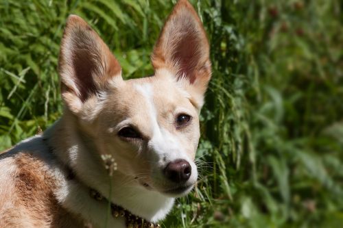 podenco canario dog breed hybrid