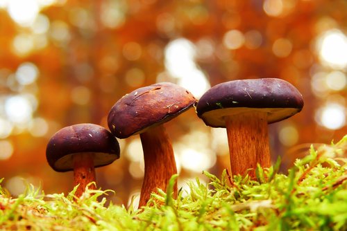 podgrzybki  mushrooms  family