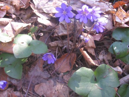 Hepatica