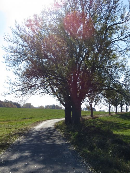 Autumn Path