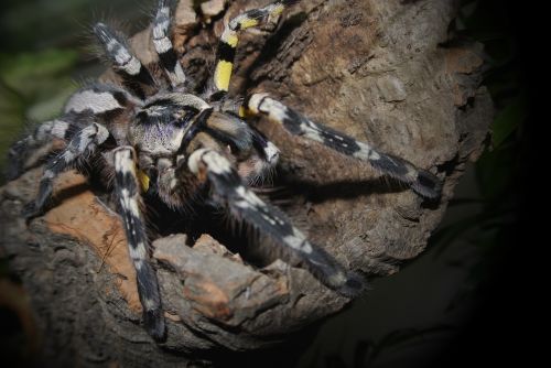 poecilotheria striata tarantula spider