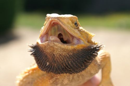 pogona reptile lizard