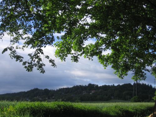 Under The Lime Tree