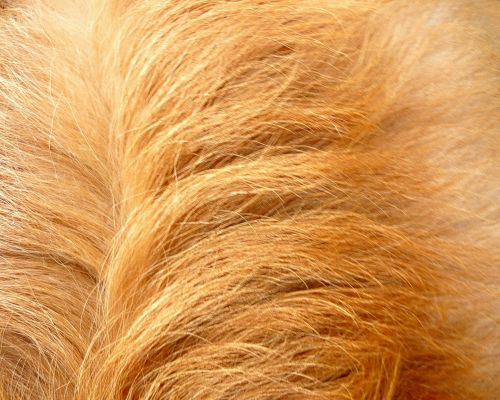 Dog Hair (2)